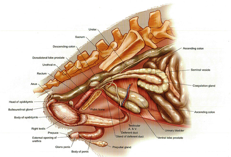 Pregled muških rasplodnih organa