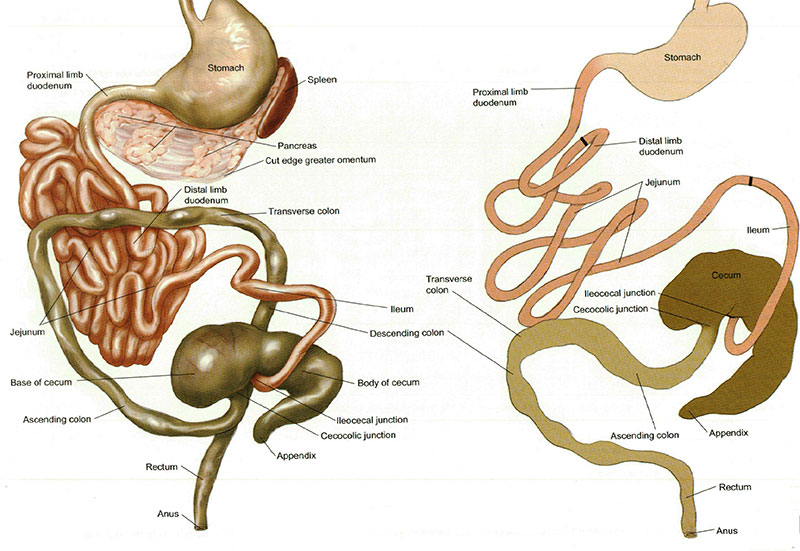 Unutarnji pogled trbušnih probavnih organa. B. Dijagram abdominalnih probavnih organa