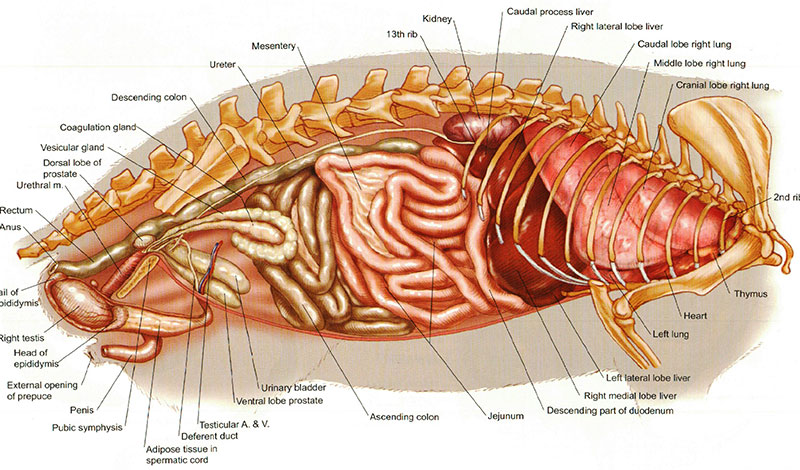 Desni bočni pogled prsišta, trbuha i utrobe, te karlice mužjaka u odnosu na kostur